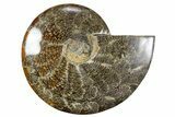 Polished Ammonite (Cleoniceras) Fossil - Madagascar #345548-1